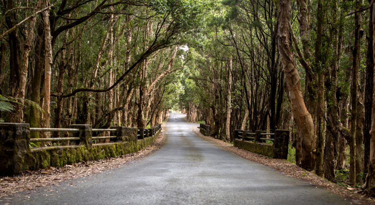 Mauritius zugewachsene Straße Foto iStock Ivan Vukovic